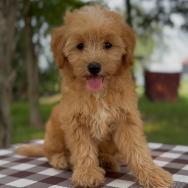 Micro-Goldendoodle-Breeder