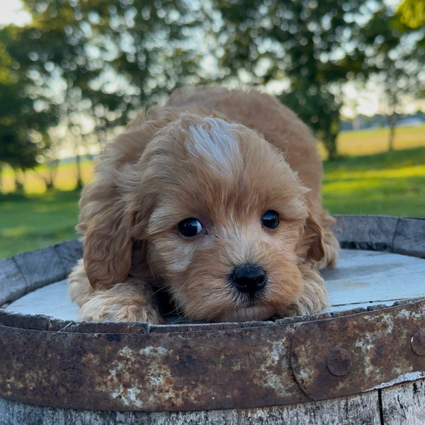 Goldendoodle-Pup