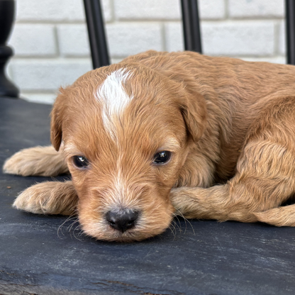Goldendoodle-Puppy