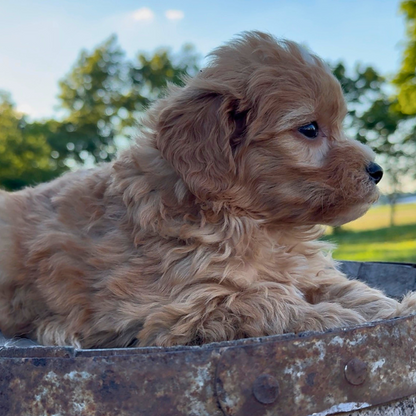 Goldendoodle-Pup