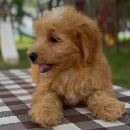 Micro-Goldendoodle-Breeder