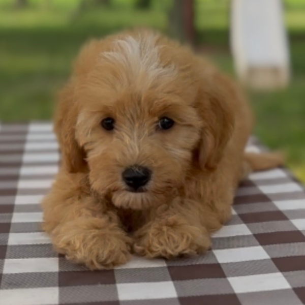 Micro-Goldendoodle-Breeder
