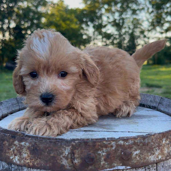 Goldendoodle-Pup