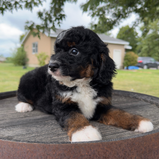 Micro-Bernedoodles