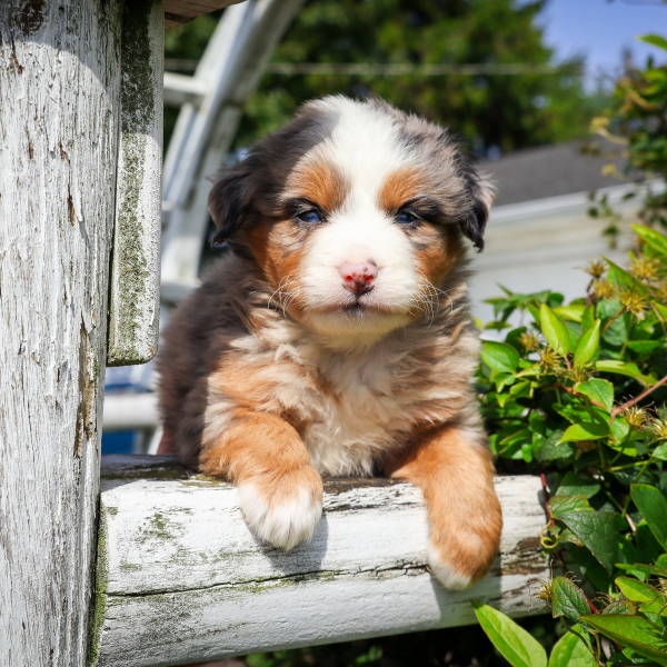 Micro-Bernedoodle