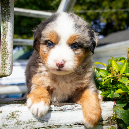Micro-Bernedoodle