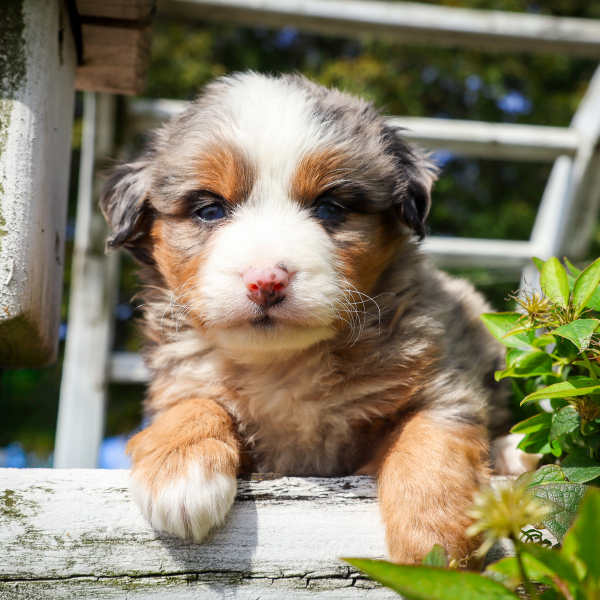 Micro-Bernedoodle