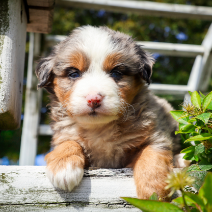 Micro-Bernedoodle