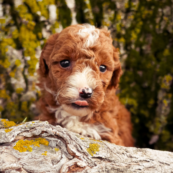 Goldendoodle-Pup