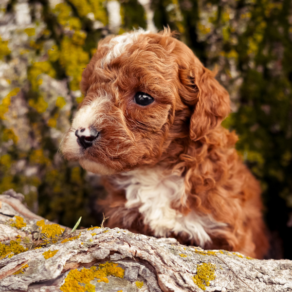 Goldendoodle-Pup