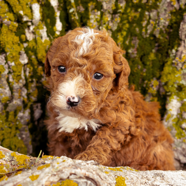 Goldendoodle-Pup