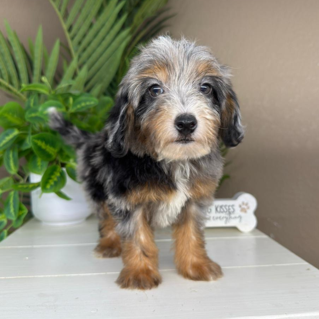 Merle-Micro-Bernedoodle