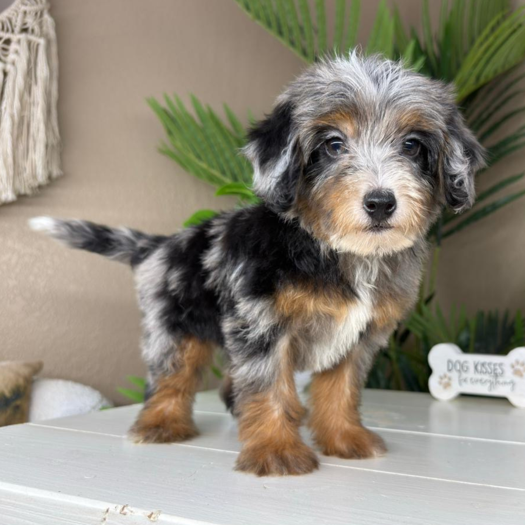 Merle-Micro-Bernedoodle