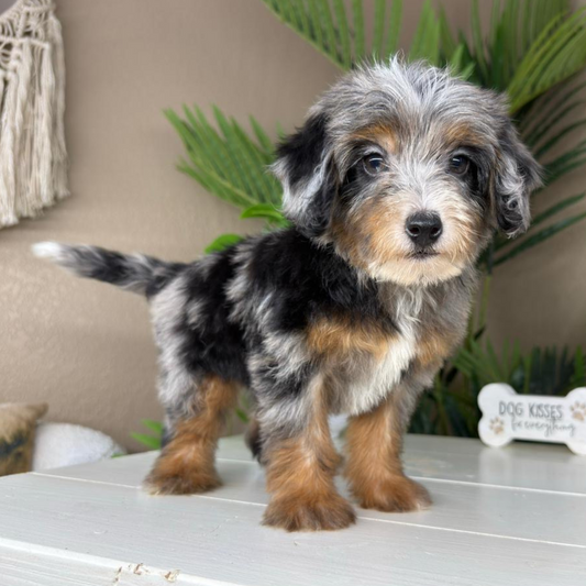 Merle-Micro-Bernedoodle