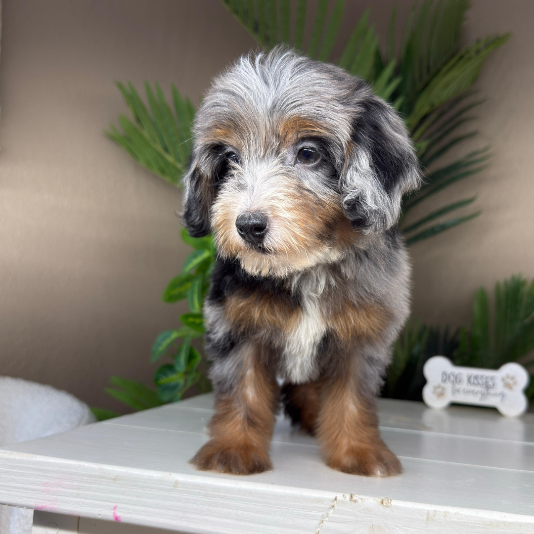 Merle-Micro-Bernedoodle