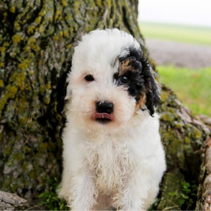 Bernedoodle-Puppy