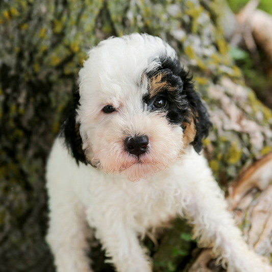 Bernedoodle-Puppy