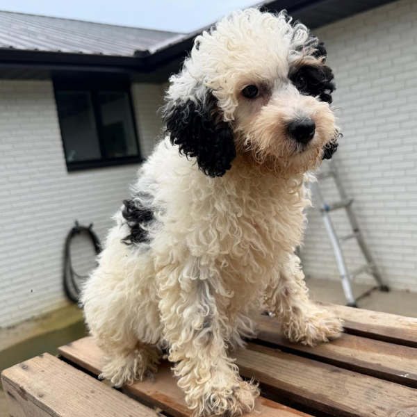 Micro-Bernedoodle