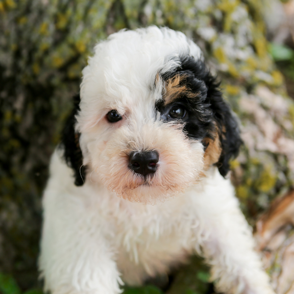 Bernedoodle-Puppy