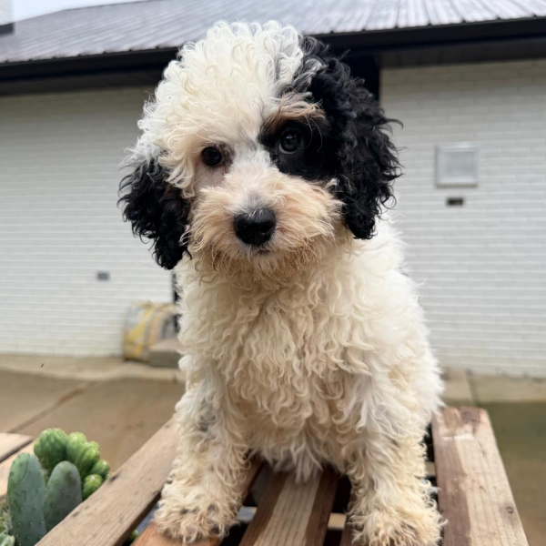 Micro-Bernedoodle