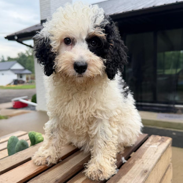 Micro-Bernedoodle