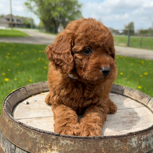 Best-Goldendoodle-Breeder-Near-Me