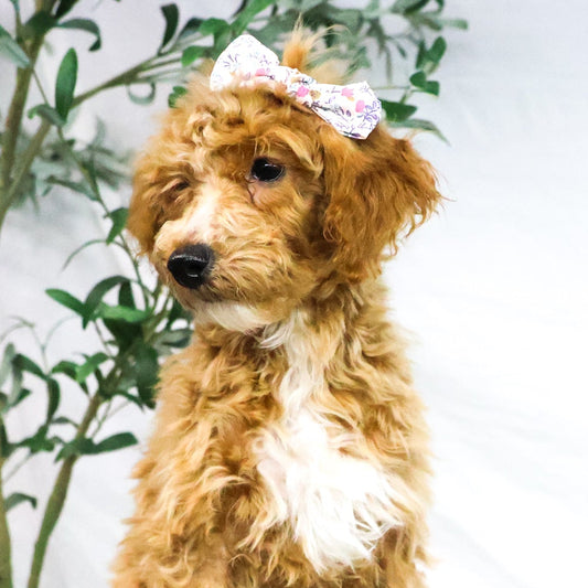 Goldendoodle-Puppy