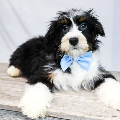 Bernedoodle-Puppy