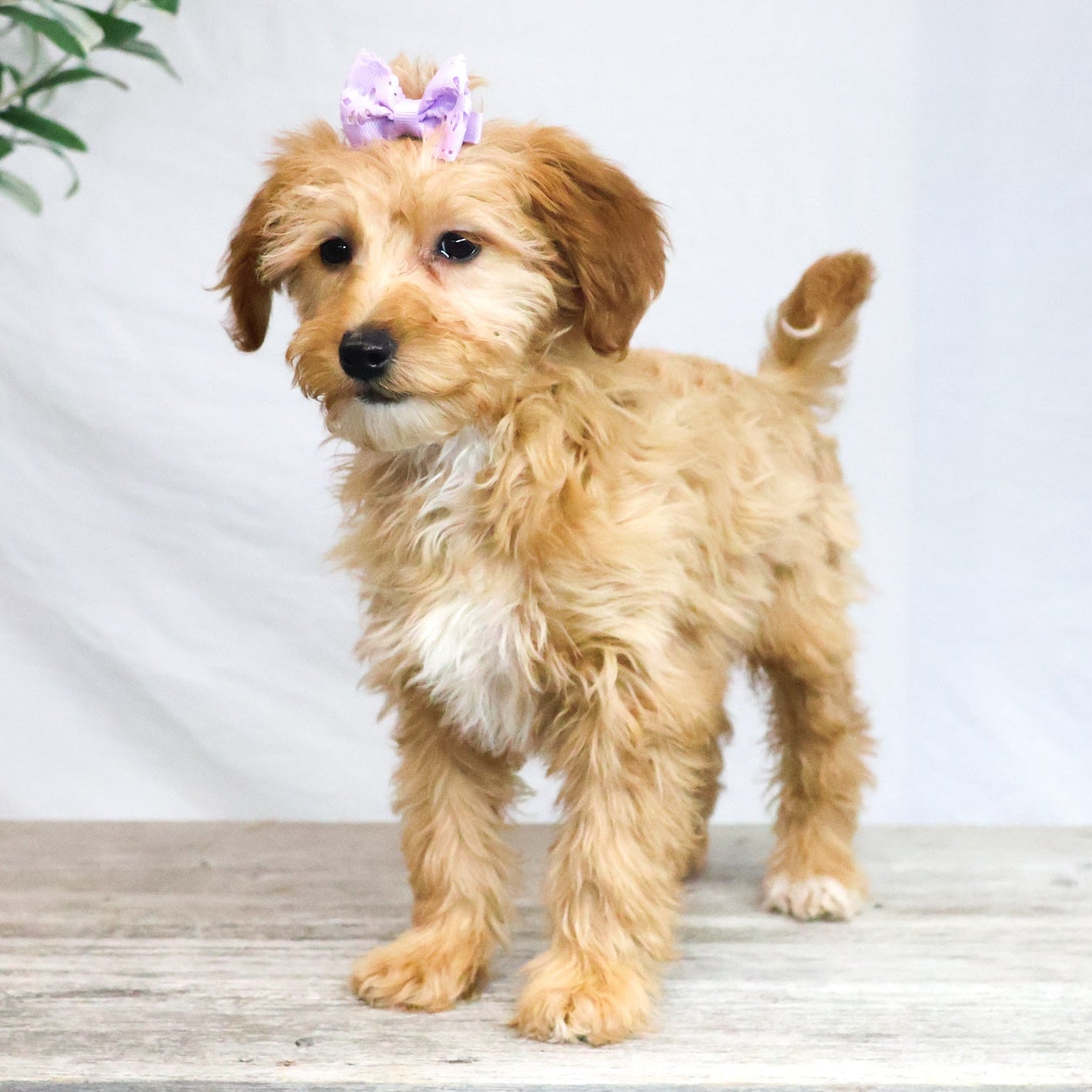 Goldendoodle-Puppy