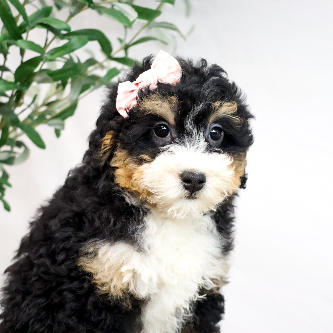 Bernedoodle-Puppy