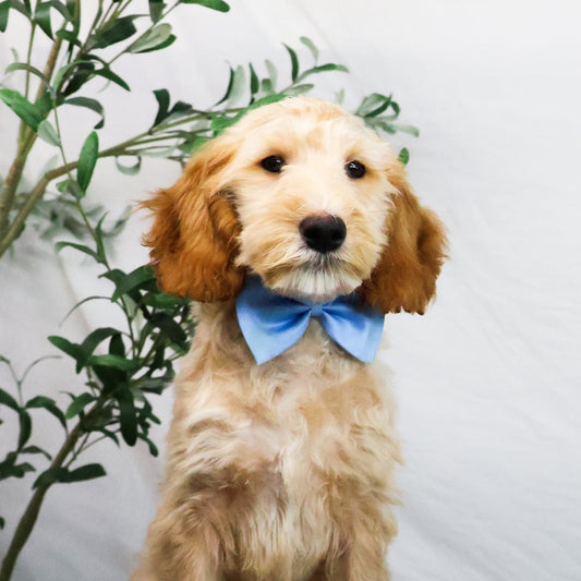 Goldendoodle-Puppy