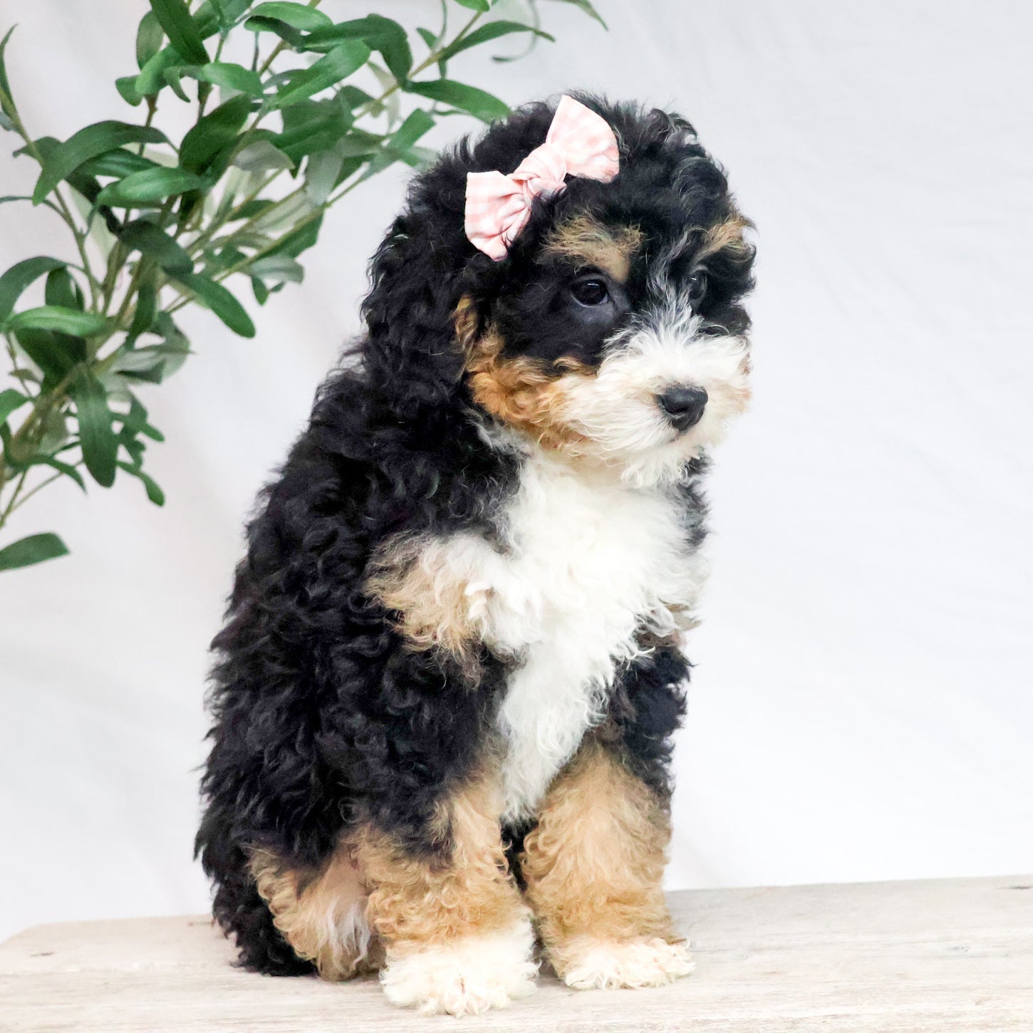 Bernedoodle-Puppy