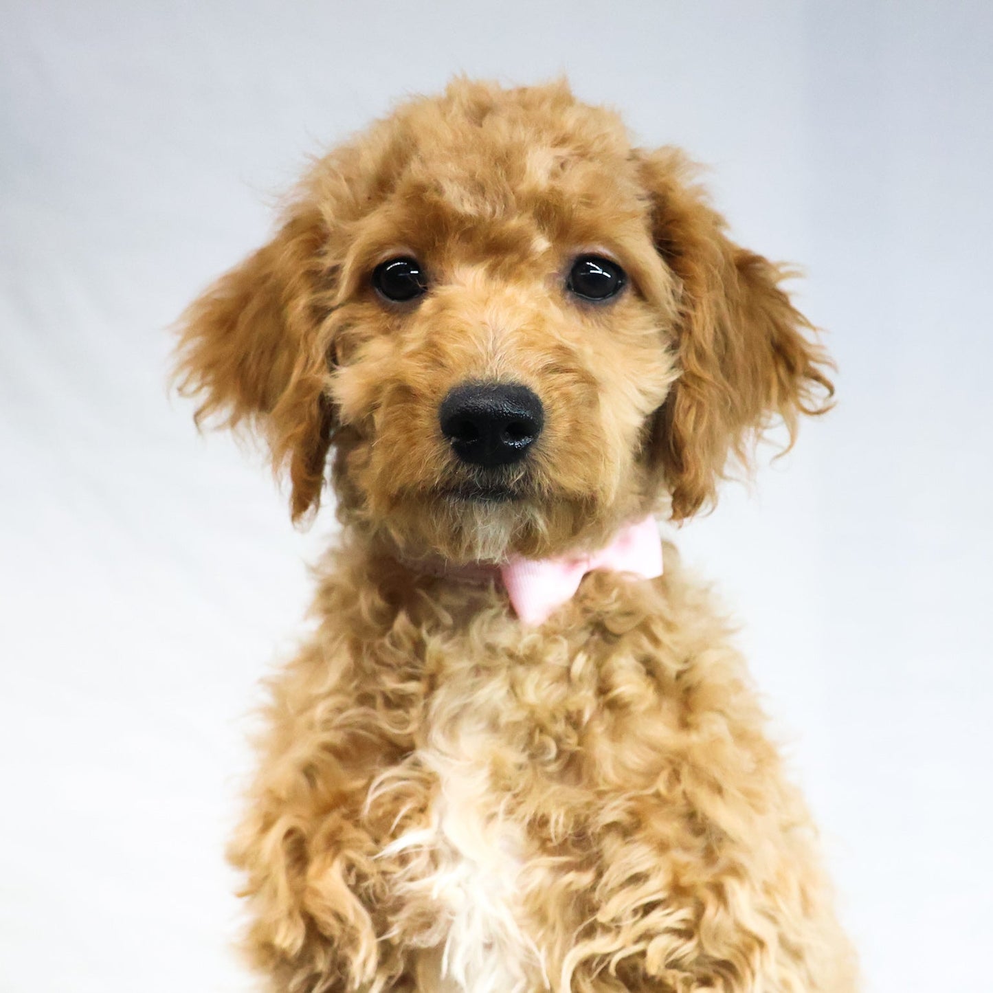 Goldendoodle-Puppy