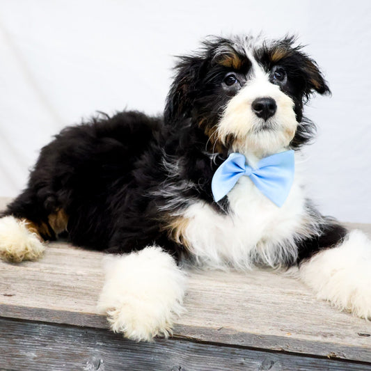 Bernedoodle-Puppy