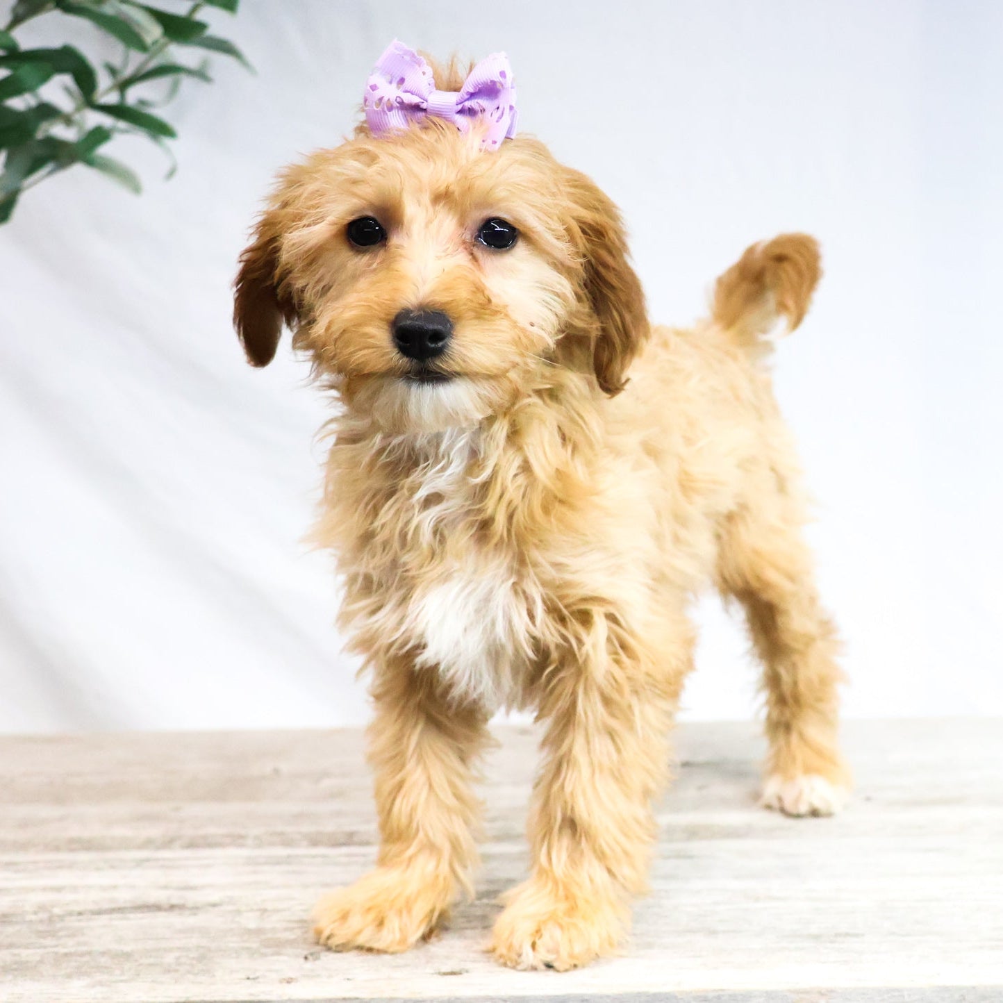 Goldendoodle-Puppy
