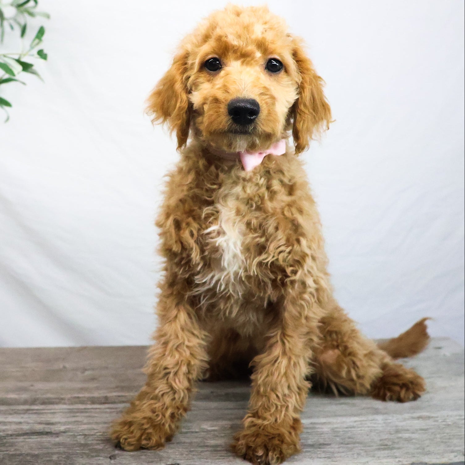 Goldendoodle-Puppy