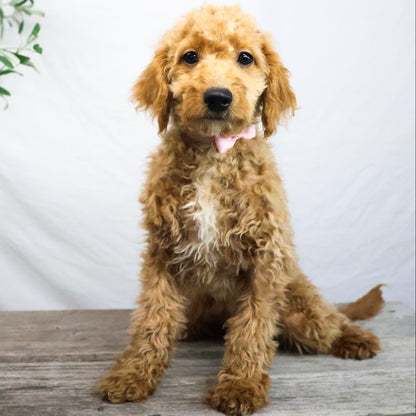 Goldendoodle-Puppy