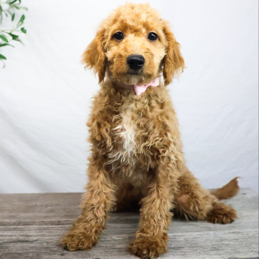 Goldendoodle-Puppy