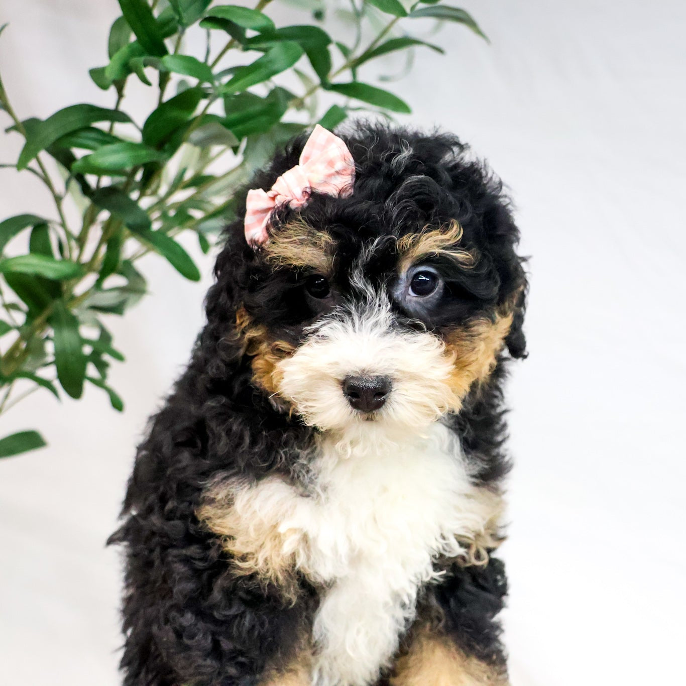 Bernedoodle-Puppy
