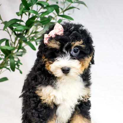 Bernedoodle-Puppy