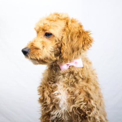 Goldendoodle-Puppy