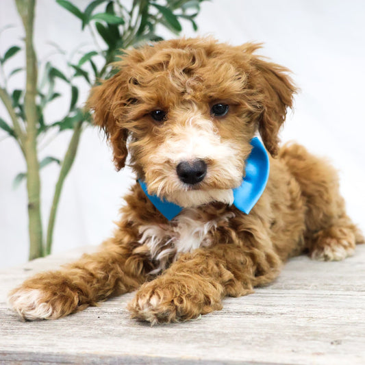 Goldendoodle-Puppy