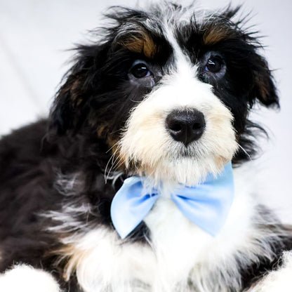 Bernedoodle-Puppy