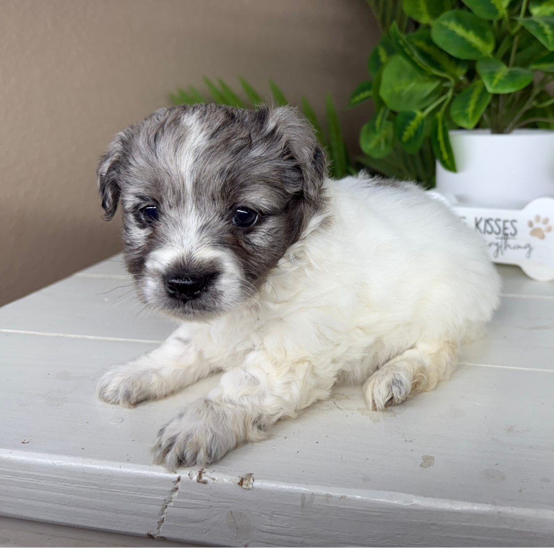 Micro-Goldendoodle-Puppy