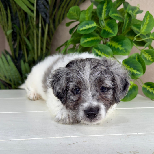 Micro-Goldendoodle-Puppy