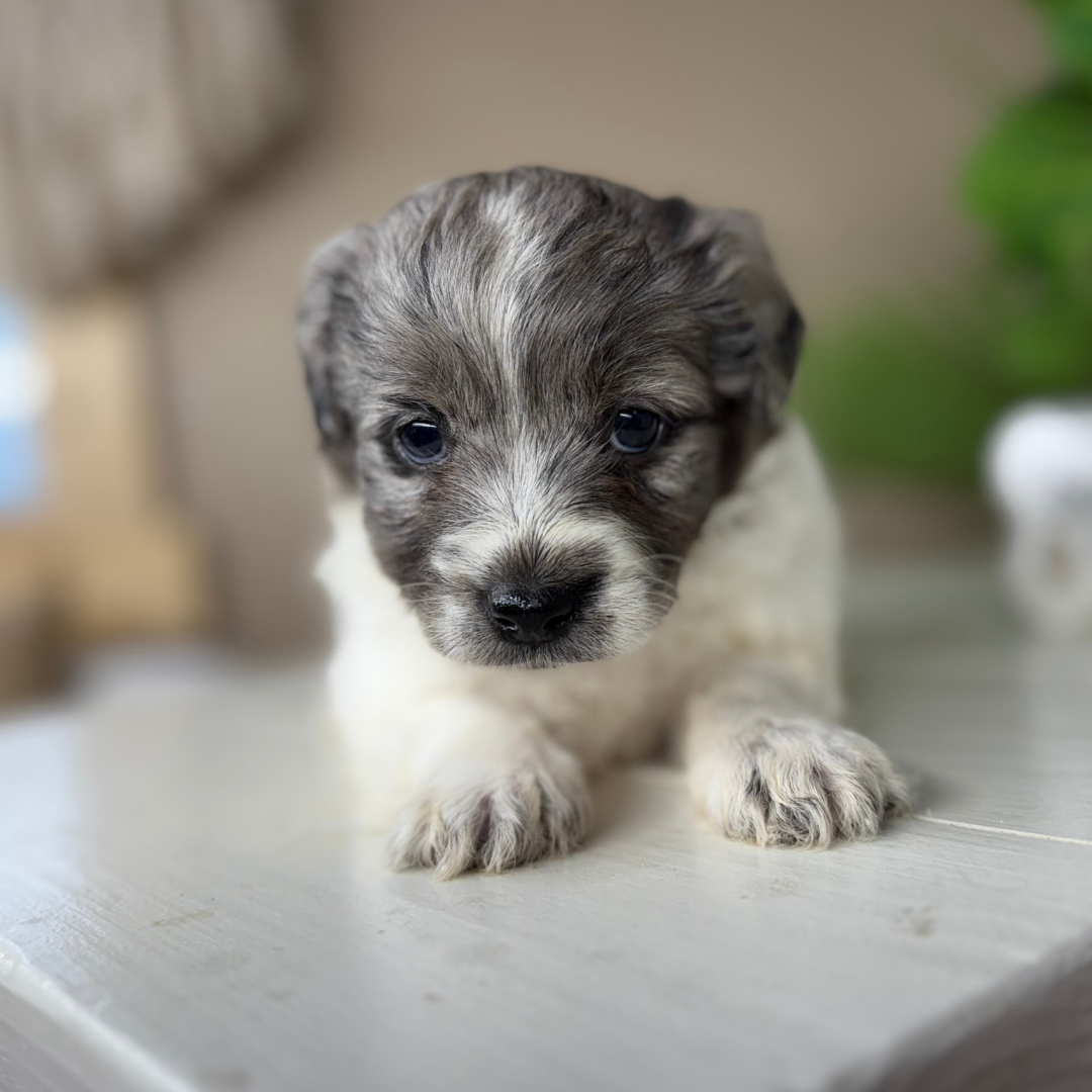 Micro-Goldendoodle-Puppy