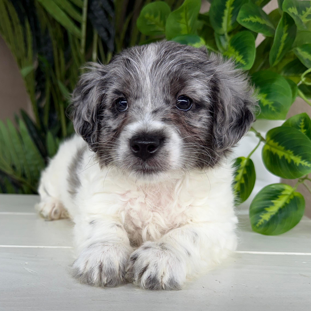 Micro-Goldendoodle-Puppy