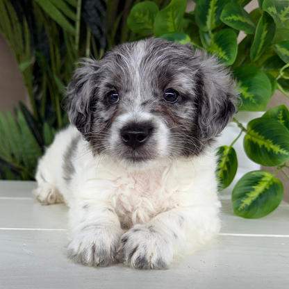Micro-Goldendoodle-Puppy