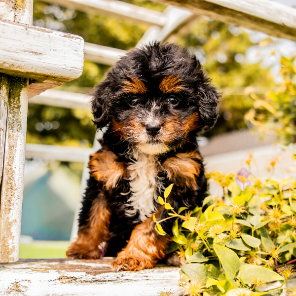 Tricolor-Bernedoodle