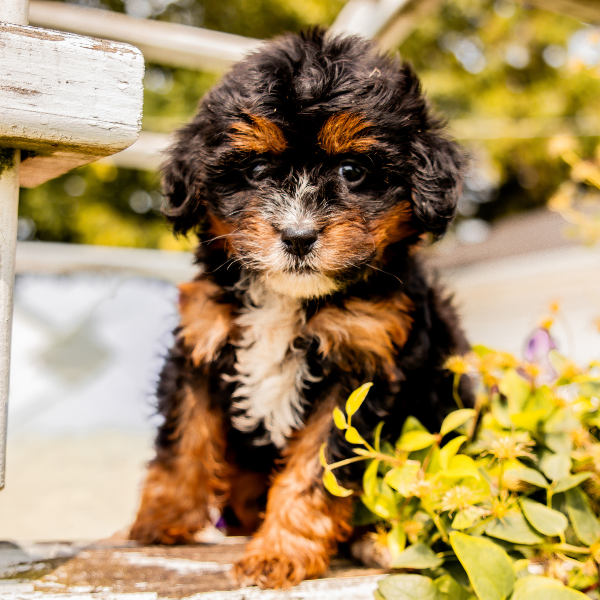 Tricolor-Bernedoodle